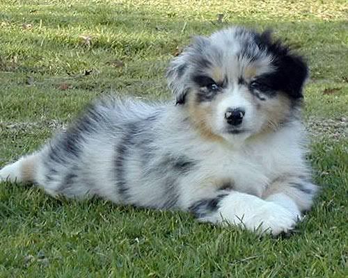 Aussie Blue Merle pup