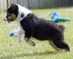 Australian Black puppy leaping