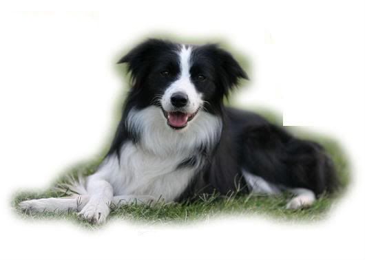 Border Collie legs X