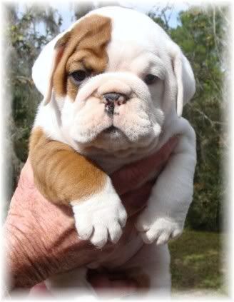Bulldog puppy