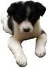 Border Collie pup