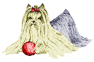Yorkie Ball time