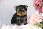 Yorkie Puppy