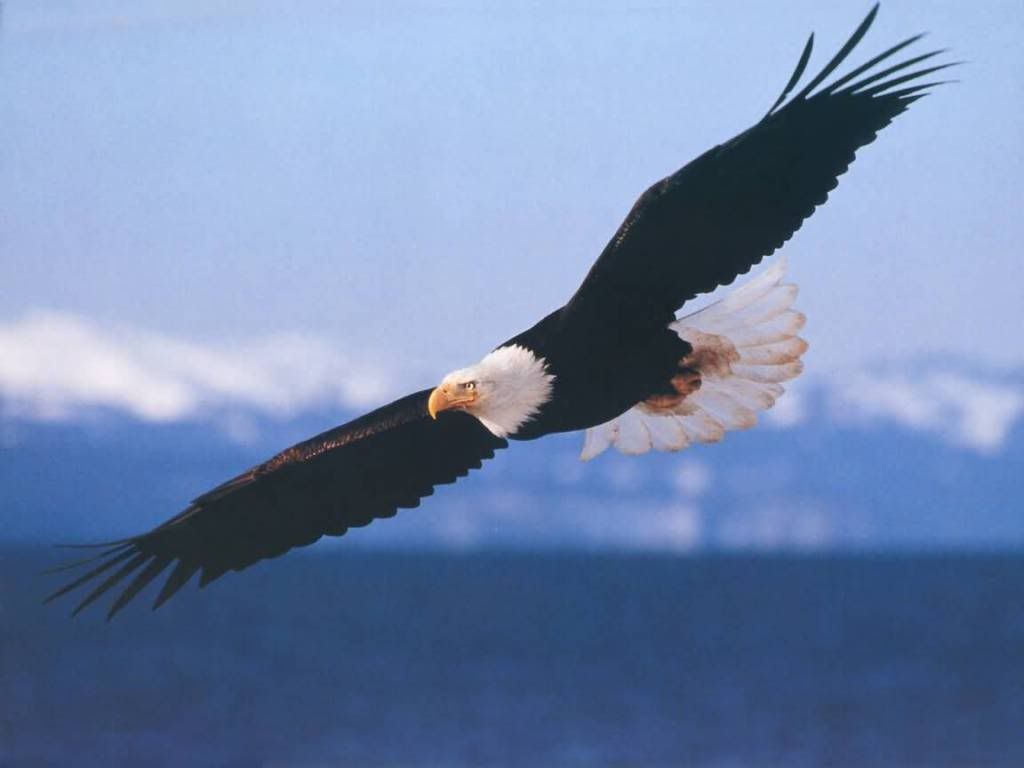 bald eagle photo: Bald Eagle Bald_Eagle-1152x864b.jpg
