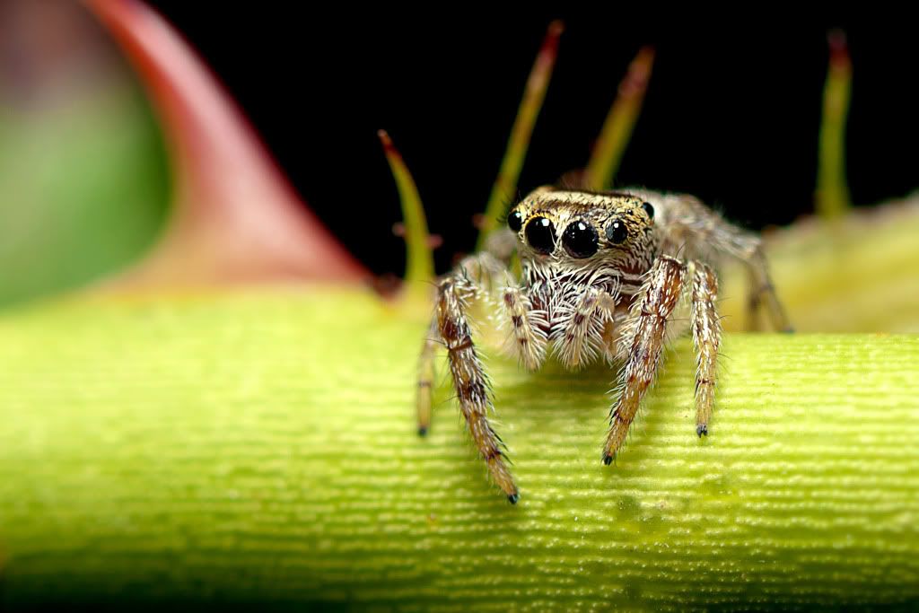 IMAGE: http://i764.photobucket.com/albums/xx282/bulldogg777/bugs/IMG_3150.jpg