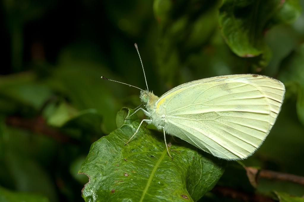 IMAGE: http://i764.photobucket.com/albums/xx282/bulldogg777/bugs/IMG_3177.jpg