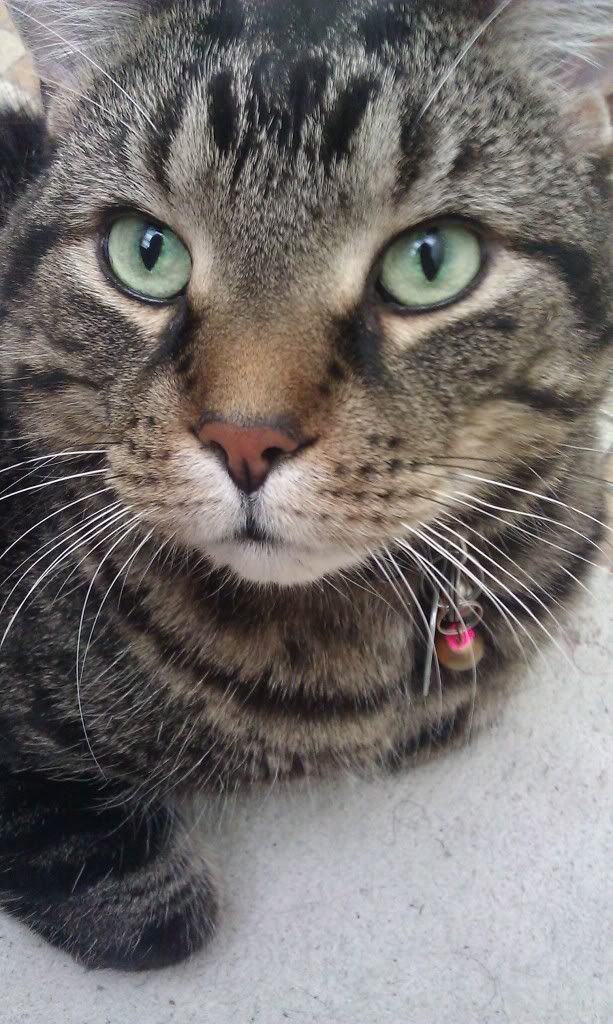 Short Hair Maine Coon Cat Short Hair Maine Coon Cat