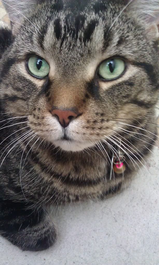 Short Hair Maine Coon Cat