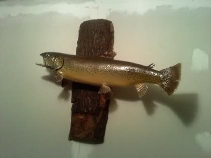 22'' brown trout mount