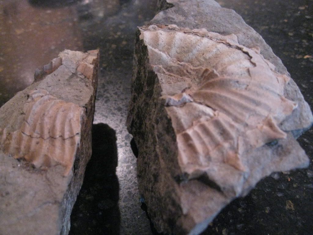 fossilshellfishfromtheMendocinoC-1.jpg