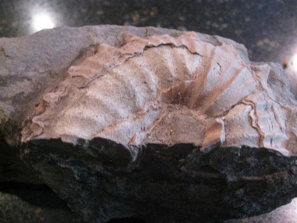 fossilshellfishfromtheMendocinoC-3.jpg