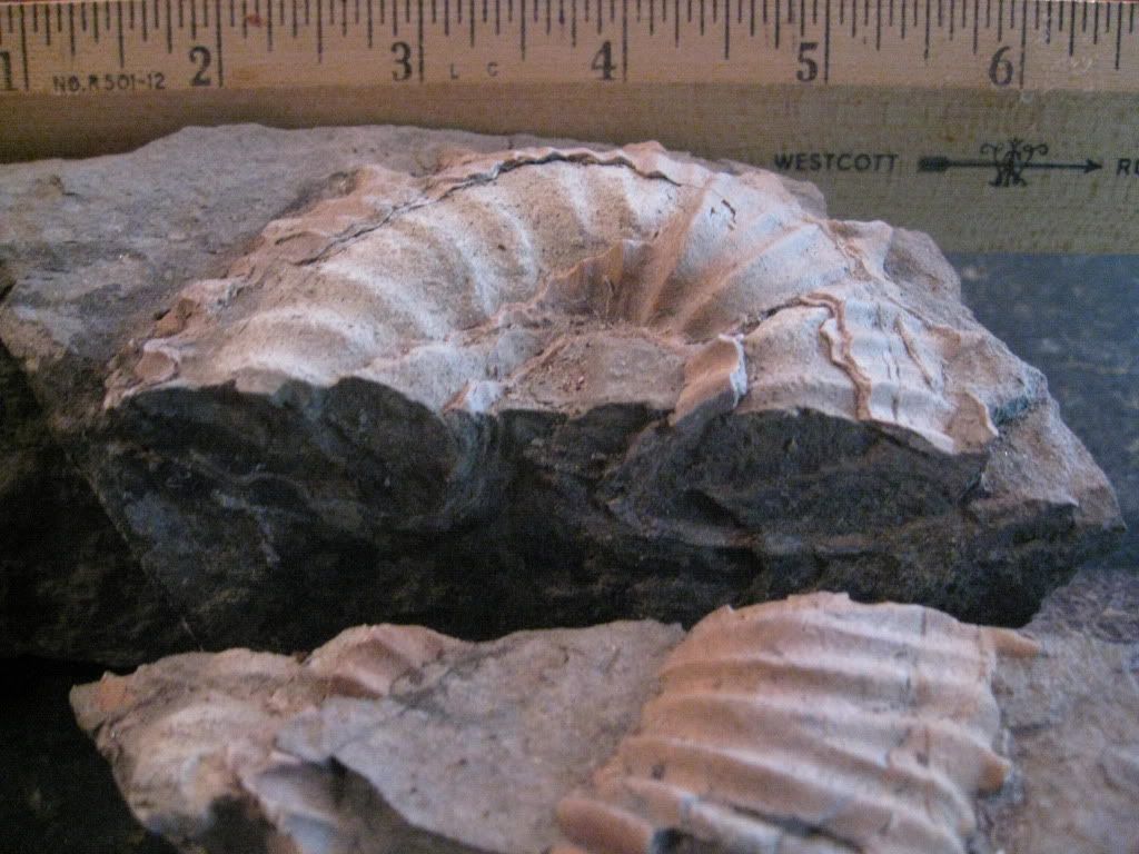 fossilshellfishfromtheMendocinoCoas.jpg