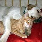 cat-and-dog-sleep.jpg