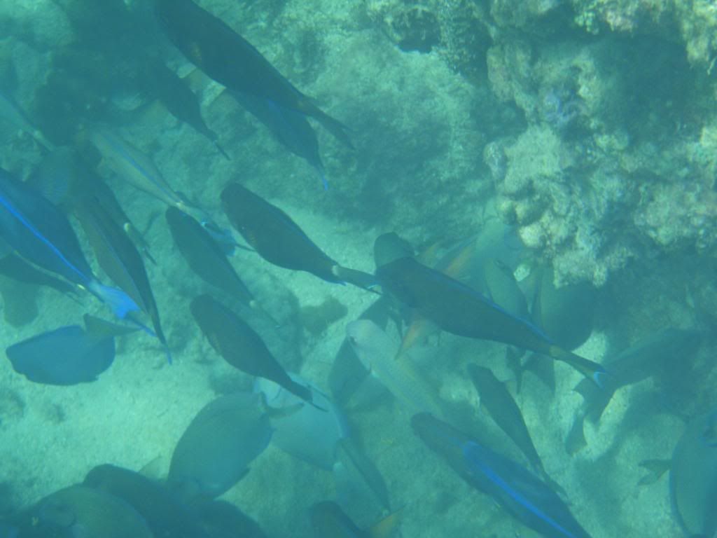 ov08187.jpg