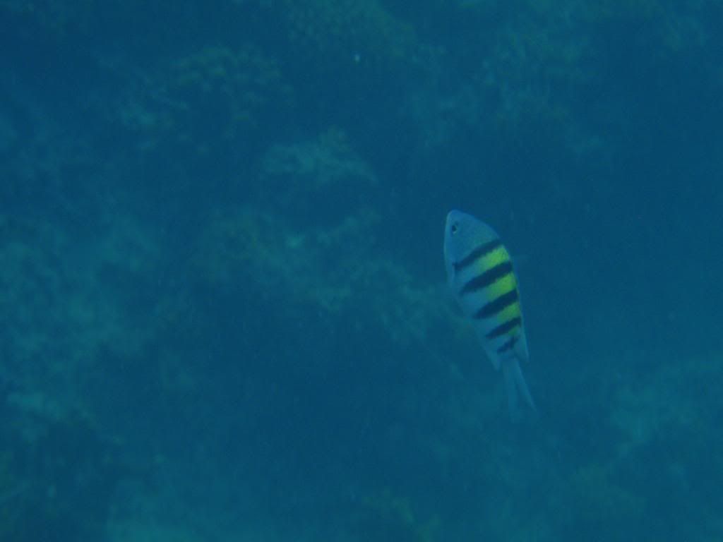 ov08204.jpg