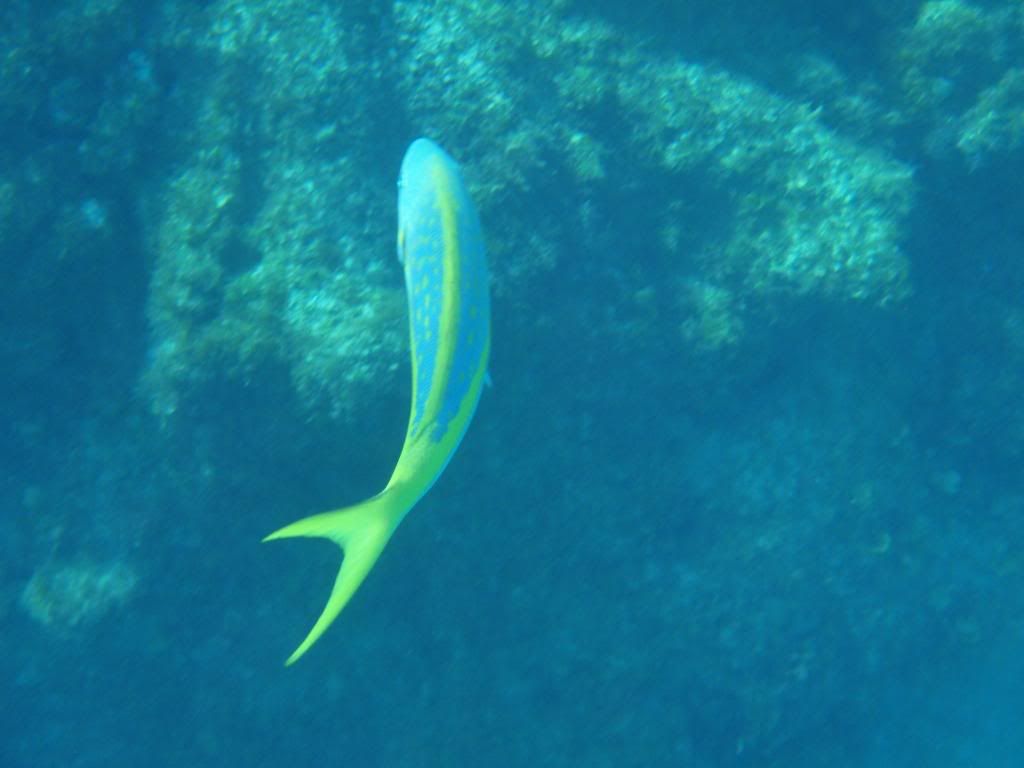 ov08326.jpg