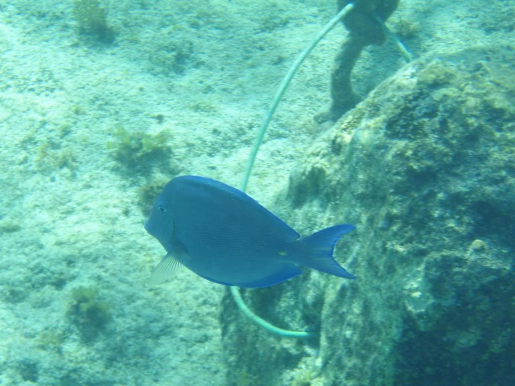 ov08348.jpg