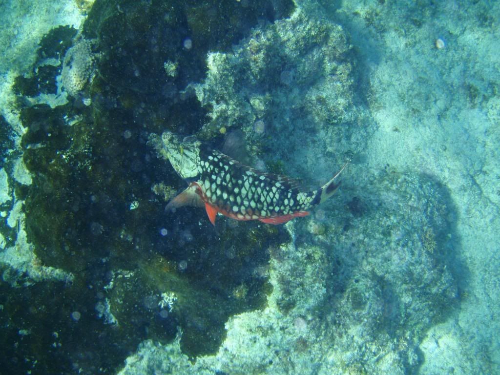 ov08354.jpg