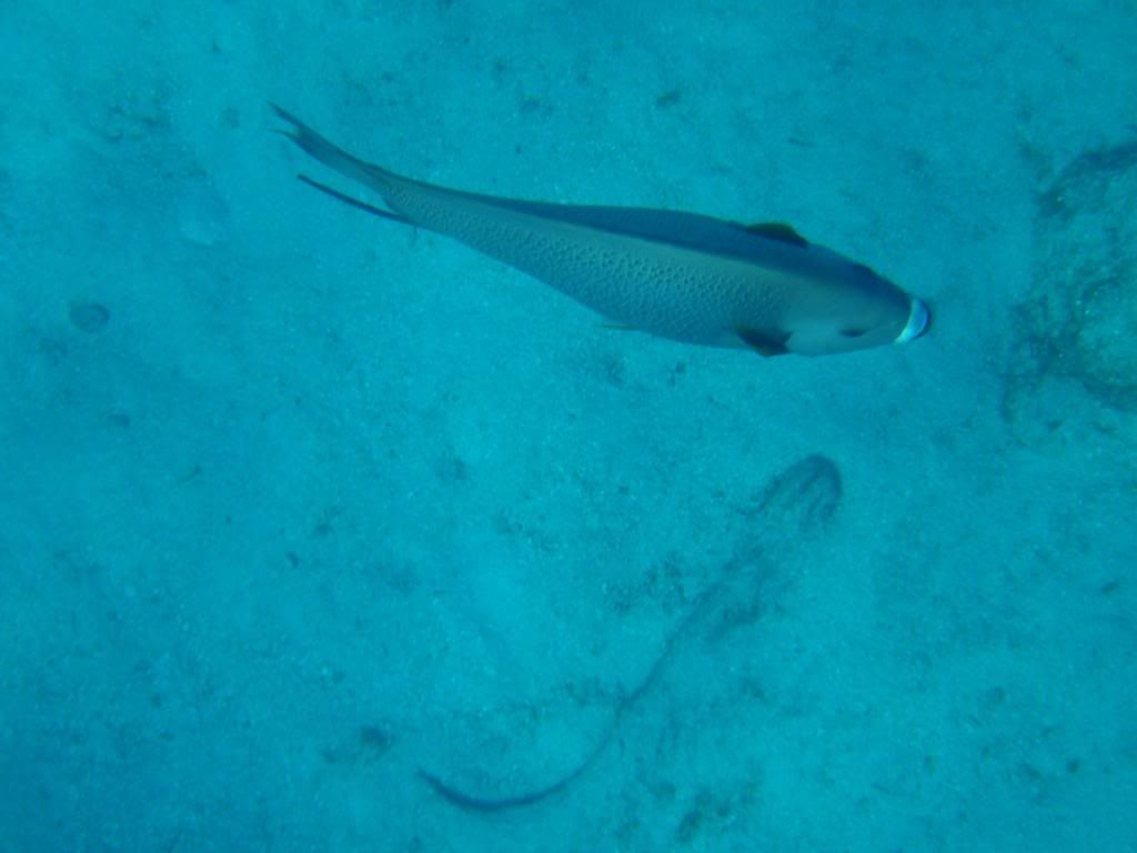 ov08368.jpg