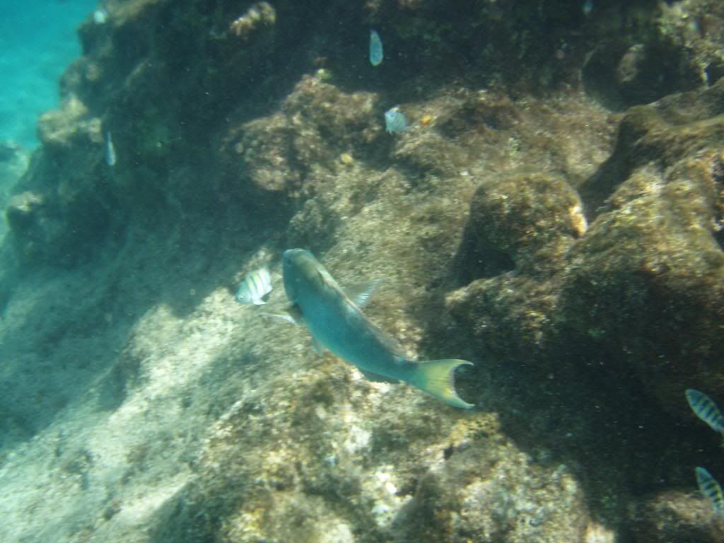ov08412.jpg