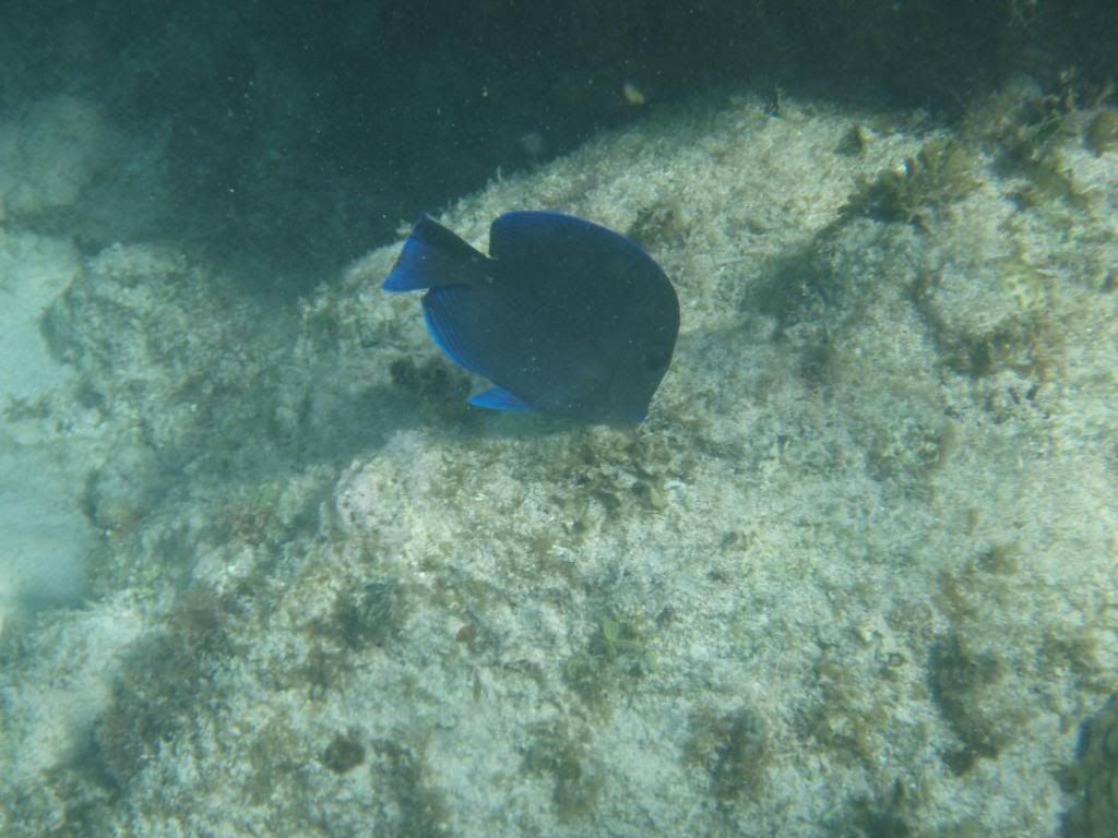 ov08508.jpg