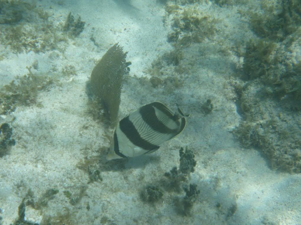 ov08515.jpg