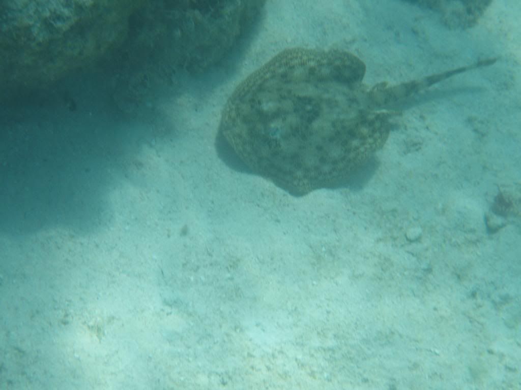 ov08517.jpg