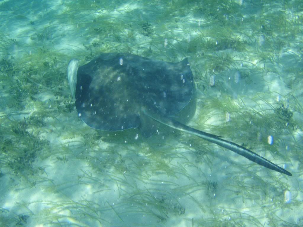 ov08545.jpg