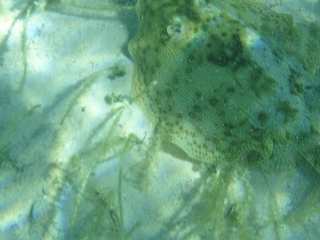 ov08546.jpg