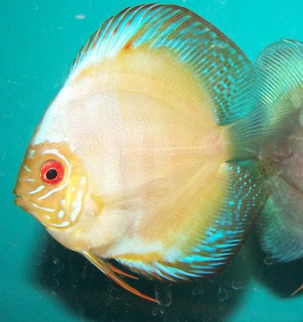 Golden Emperor Discus