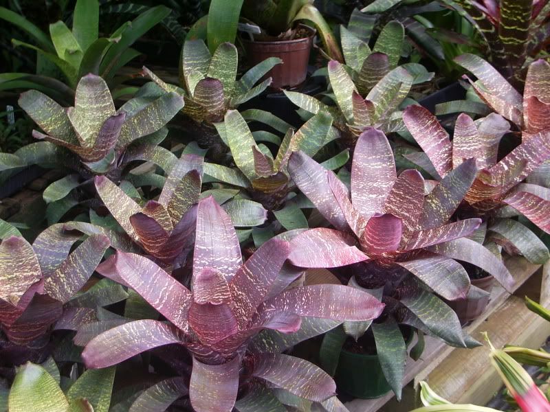 Seedlings from 'Daintree Forest x fosteriana
