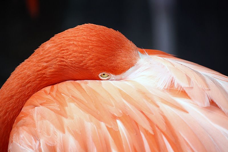 flamingo.jpg