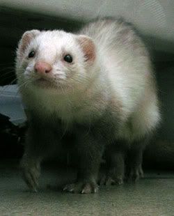 ferret.jpg