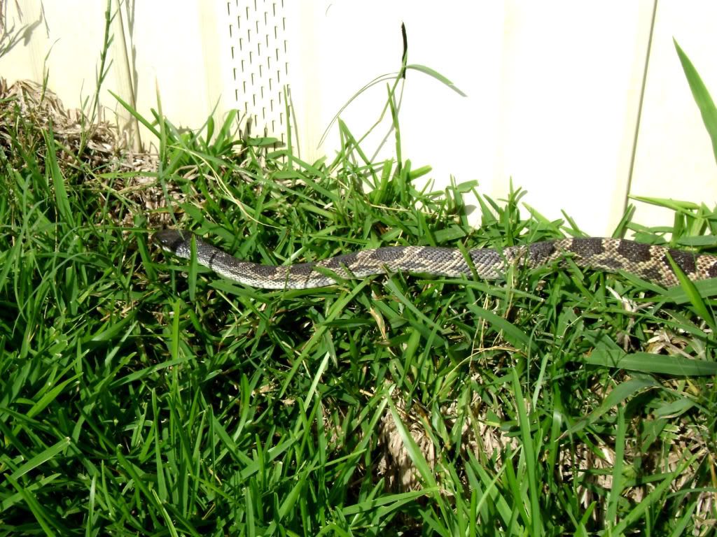 Run Away Snake 1 Photo by RebeccaT_photos Photobucket