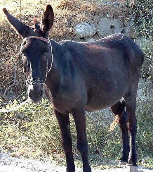 Donkey Avatar